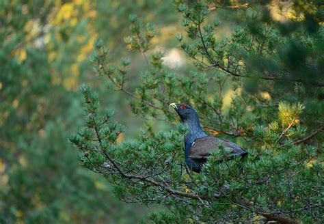 animals birds Wallpapers HD / Desktop and Mobile Backgrounds