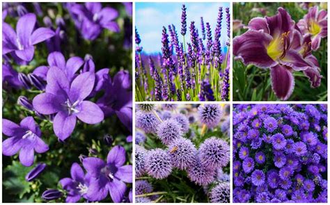 5 Petal Purple Flower Names Home Alqu