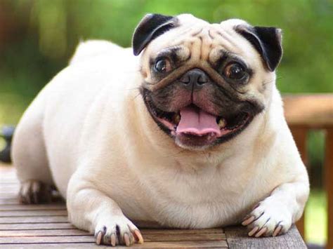 Long-term Effects of Obesity on Pets | petMD