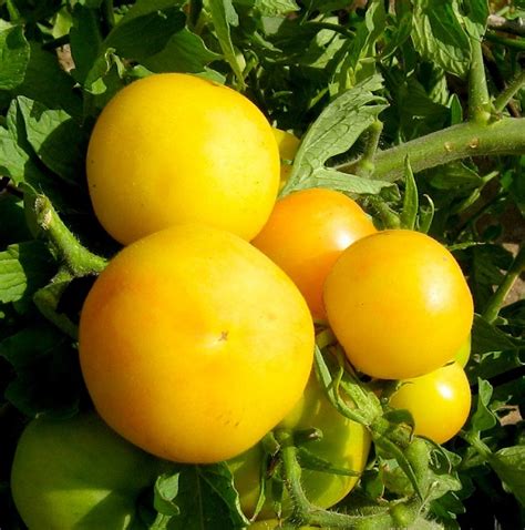 Tomato Brandywine Yellow Organic Heirloom Seeds