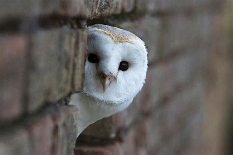 Ranking The 8 Most Adorable Species Of Owl