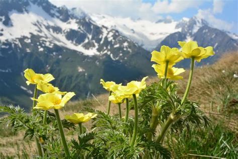The Dolomites Are Unsurpassed In Europe For Their Wealth Of Wildflowers