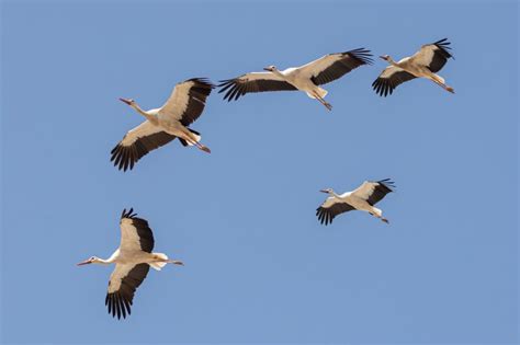 White Stork Flight For Survival