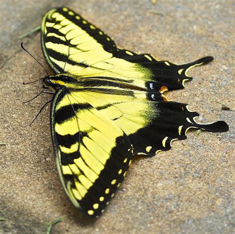 Yellow Monarch Butterfly Photograph By Jennifer Lamanca Kaufman