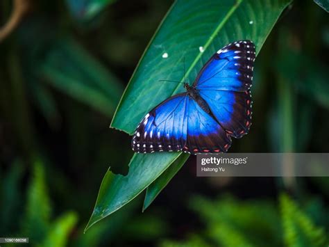 Blue Morpho Butterfly High Res Stock Photo Getty Images