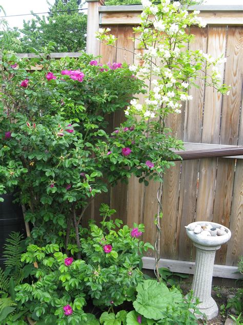 Companion Plants For Jasmine: What Grows Well With Jasmine Plants