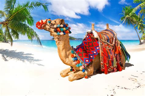 40 Camel Hd Wallpapers And Backgrounds