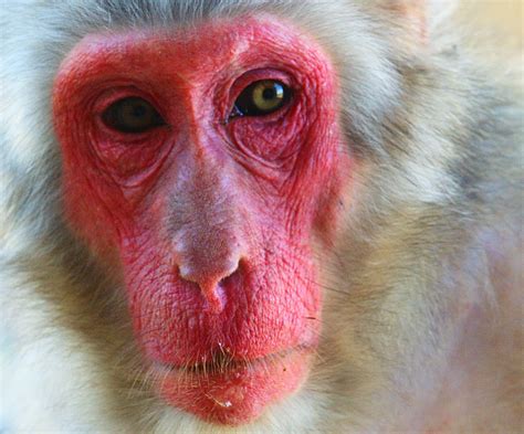Red Face Monkey Kanthi Arum Widayati Flickr