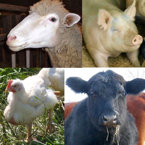 Open farm pasture raised lamb recipe cat food is formulated to meet the nutritional levels established by the aafco cat food nutrient profiles for all life stages. What's the Dumbest Farm Animal? - Smith Meadows