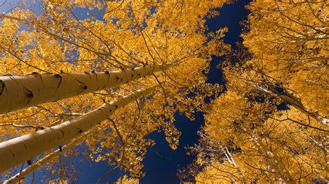 Quaking Aspen Care And Growing Guide
