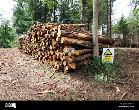 Wood Operations Forest Management Logging Stock Photo Alamy