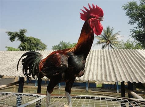 Panduan Lengkap Cara Budidaya Ternak Ayam Pelung Ruangburuh