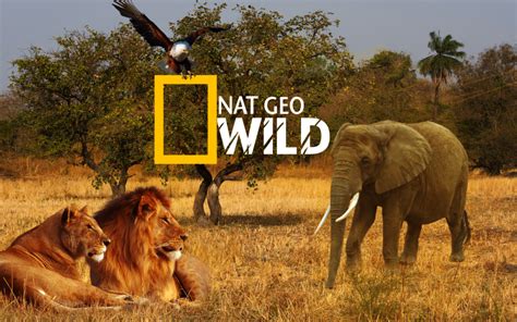 Nat Geo Wild Zender Van De Maand Januari Bij Skv Win Een Reis Naar Zuid Afrika Skv