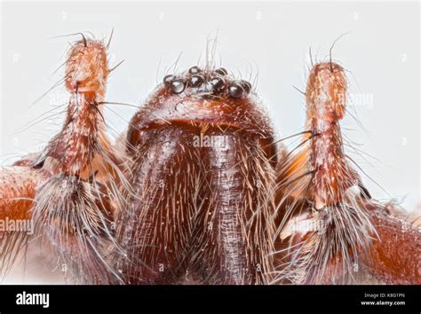 Stacked Macro Of The Head Of Domestic House Spider Tegenaria Domestica