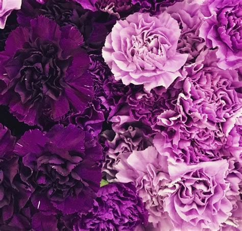 Wholesale flowers, wedding flowers and bulk flowers. Buy Bulk Purple Carnations at Wholesale Price in 2020 ...