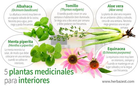 Usos Y Propiedades De Las Plantas Medicinales Beneficios De Las Plantas