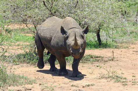 South Africa Rhino Poaching Dips From Record High Evonews