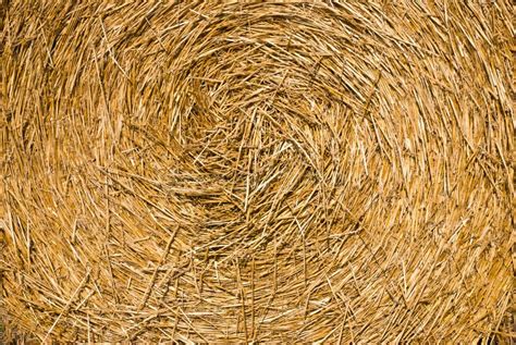 Dry Straw Texture Stock Photo Image Of Nature Closeup 20492240