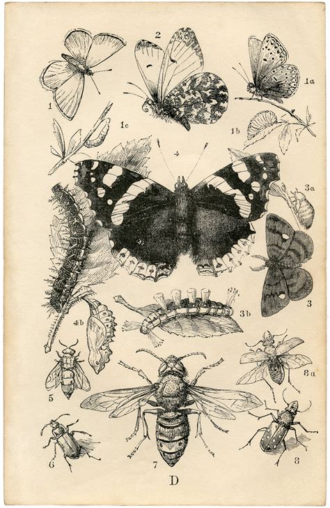 British Insect Print Graphicsfairy Sm The Graphics Fairy