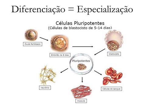 A Diferenciação Celular Constitui Um Processo Biológico Complexo E Vital