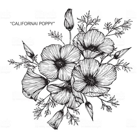 Related Image Poppy Flower Drawing Flower Drawing Images Flower