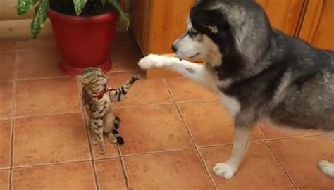 Dog Puts On Quite A Show To Try And Get Cat To Play Rtm