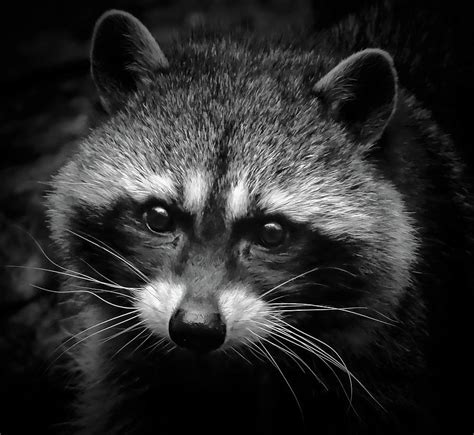 Raccoon Face Photograph By Athena Mckinzie Fine Art America