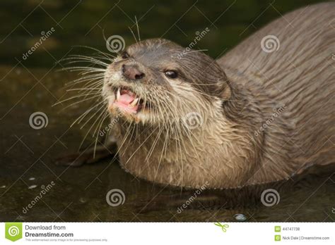 Close Up Of Asian Short Clawed Otter Looking Up Stock Photo Image Of