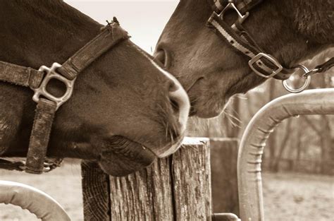 Horse Whispering Horses Animals Picture