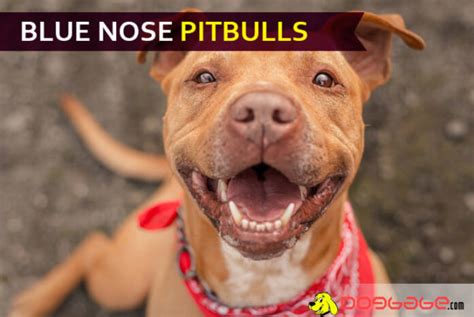 Blue Nose Pitbulls Tips Facts Faqs And More
