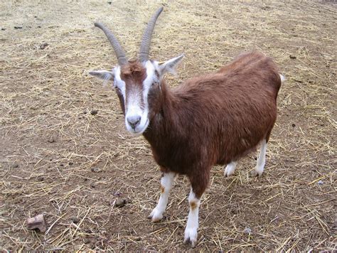 Billy Goat Free Stock Photo Freeimages