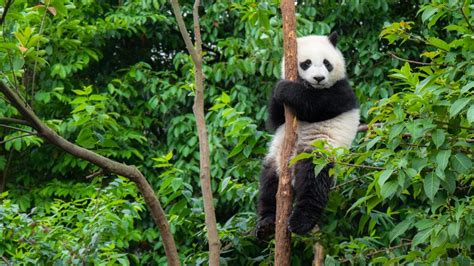 Panda Facts 5 Things You Definitely Didnt Know