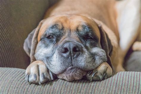 Science Confirms For Mastiffs Their Humans Are Their Parents