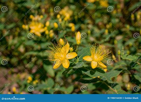 Yellow Hypericum Flower Also Known As Tutsan Or St Johns Wort Stock