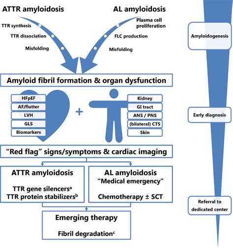 Cardiac Amyloidosis The Need For Early Diagnosis Springerlink