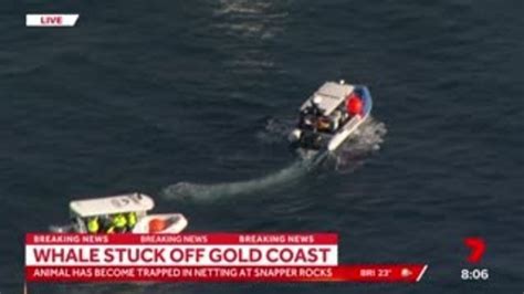 Gold Coast Whale Caught In Snapper Rocks Shark Net Released But Still