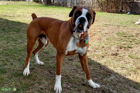 Stud Dog Looking To Stud My Boxer Breed Your Dog
