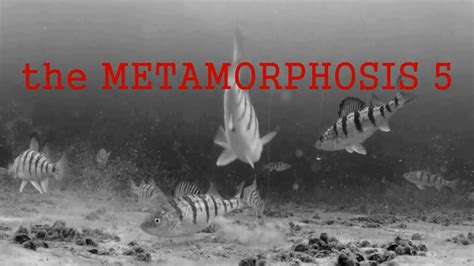 The Metamorphosis 5 Youtube