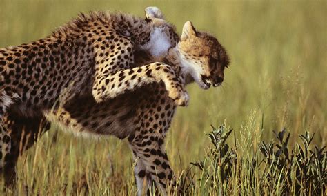 About Cheetahs • Cheetah Facts • Cheetah Conservation Fund