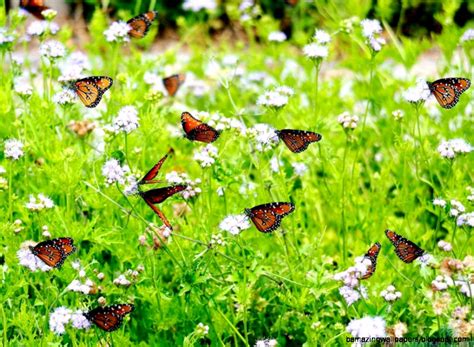 Spring Butterflies Wallpaper Wallpapersafari