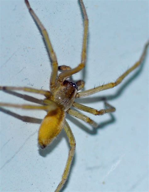 Mobugs Long Legged Sac Spider