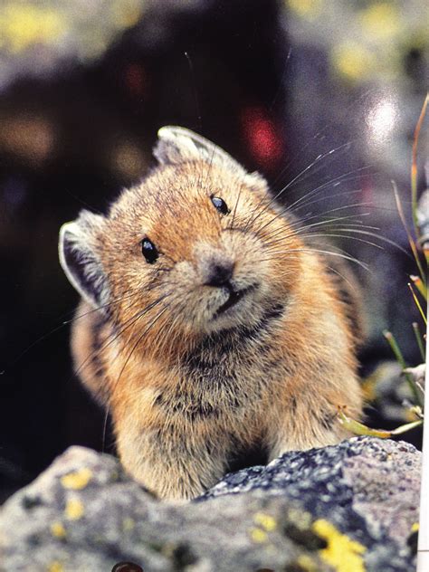 This Is A Pika American Pika Wild Hamsters Baby Animals Cute