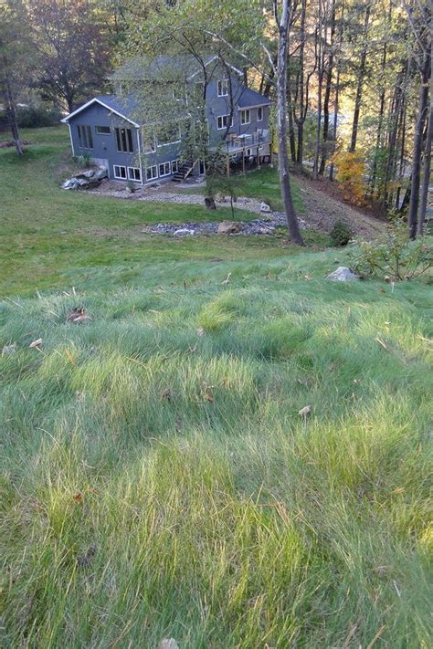No Mow Lawn Seed Mix With Rye Lawn Alternatives Seeding Lawn Steep