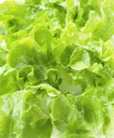 Lettuce Close Up Stock Photo Dissolve