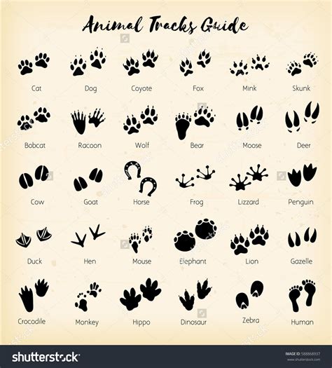 Animal Tracks Foot Print Guide Vector Wood Crafts Dog Tattoos