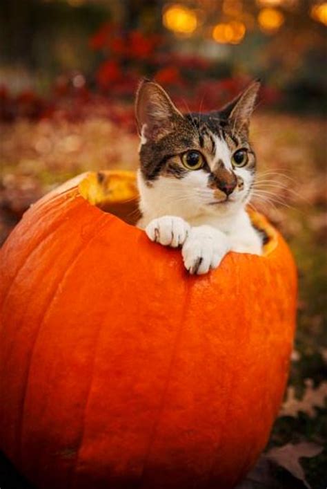 Pumpkin puree for cats is not only an easy but also a good nutrition supply for cats. 13 photos of pumpkin spiced cattés