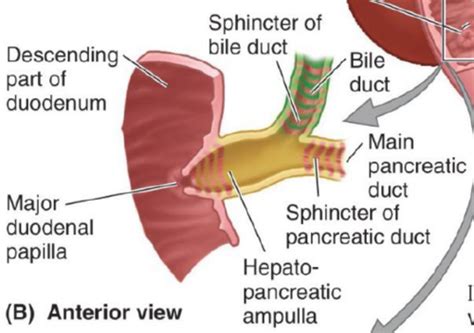 Spleen Pancreas Liver Kidneys Flashcards Quizlet