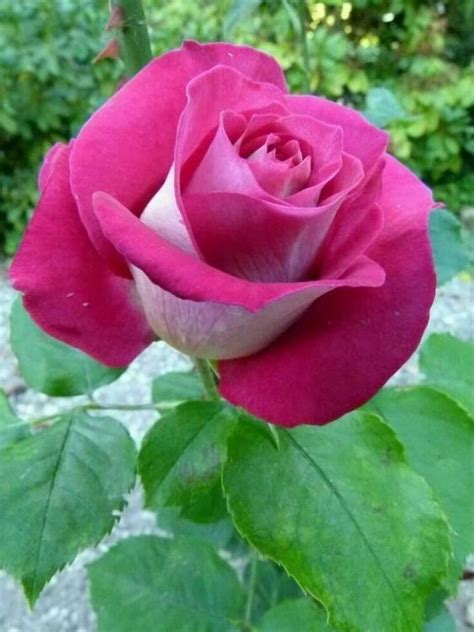 Pin By Mohmad On Nice Flowers Beautiful Rose Flowers Beautiful Roses