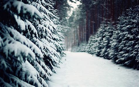 3840x2160px 4k Free Download Snow Road In The Forest Winter Scenery