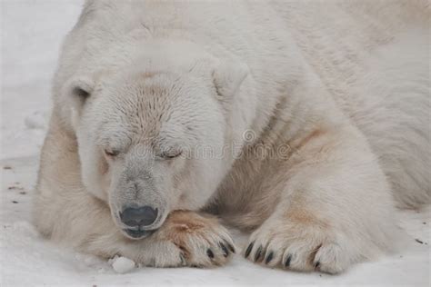 Sleeps Closing His Eyes And Resting His Head On His Paw Powerful Polar